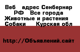 Веб – адрес Сенбернар.РФ - Все города Животные и растения » Собаки   . Курская обл.